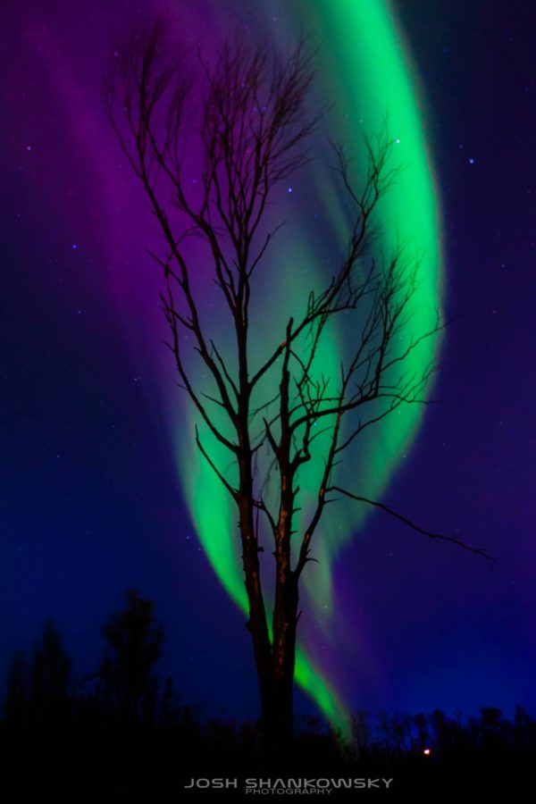 Aurora Borealis behind a burnt out tree in Fort McMurray Alberta